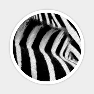 Zebra Crossing Magnet